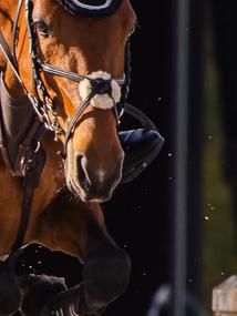 Mexická uzdečka Cob