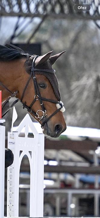 Mexická uzdečka Cob