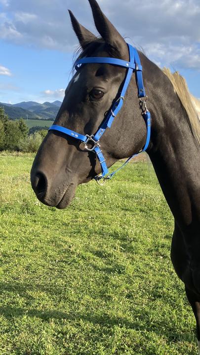Endurance uzdečka modrá