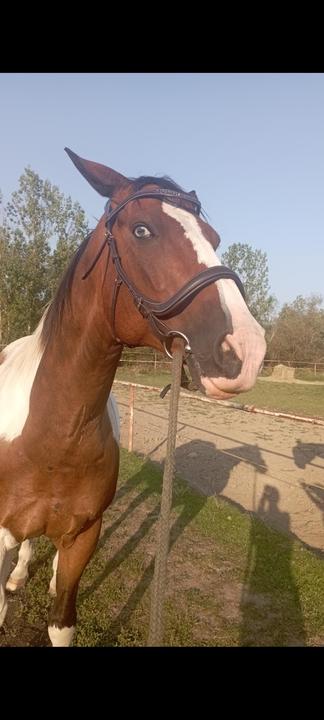 Horse4u uzdečka embasy
