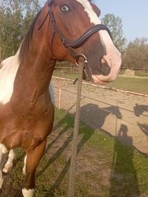 Horse4u uzdečka embasy