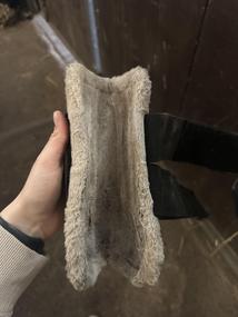 Chrániče s beránkem