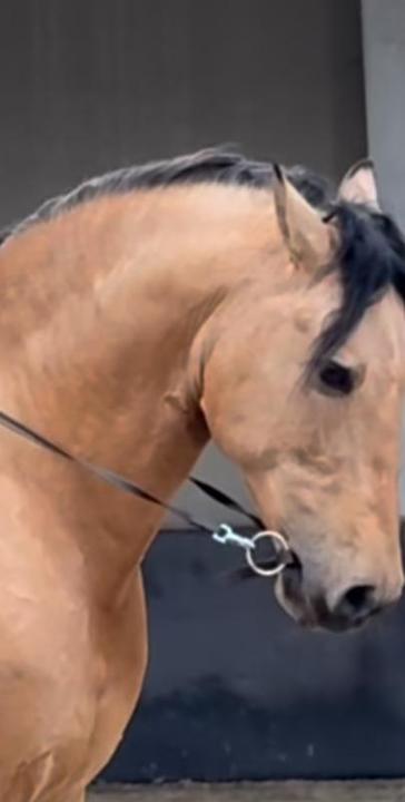 Kožené udidlo F.R.A Tabal