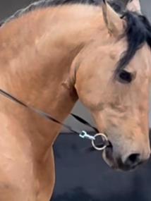 Kožené udidlo F.R.A Tabal