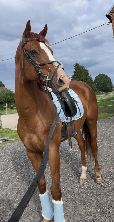 Eskadron dečka a chrániče