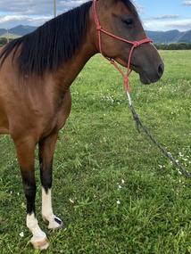 Červená parelka COB